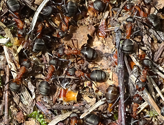 Fourmis Rousses