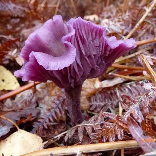 Laccaria amethystina